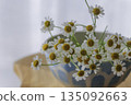 Matricaria in a ceramic vessel, white background, natural flower still life 135092663