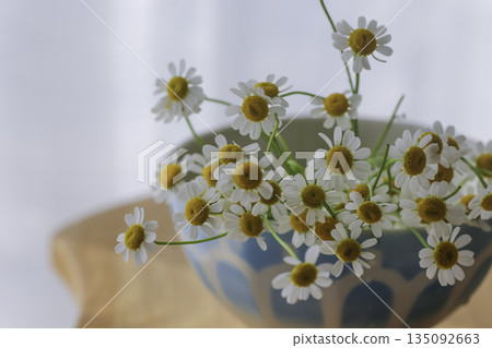陶瓷容器中的母菊，白色背景，自然花卉靜物 135092663