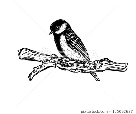 Titmouse sitting on tree branch covered in moss or lichen vector isolated illustration. Hand drawn passerine bird in winter or autumn season. Dried broken twig and tit graphic sketch 135092687