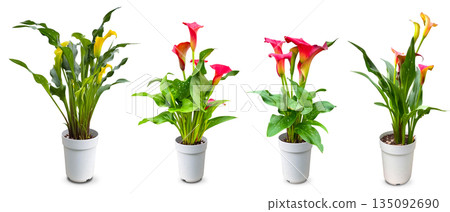 Calla lily flower pot cutout Calla lily flower pot cutout 135092690