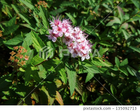 Spirea flowers blooming in an autumn flowerbed 135092713