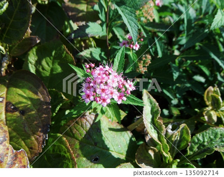 Shimotsuke的花 135092714
