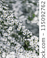 White willow flowers, spring background material, soft blur 135092762