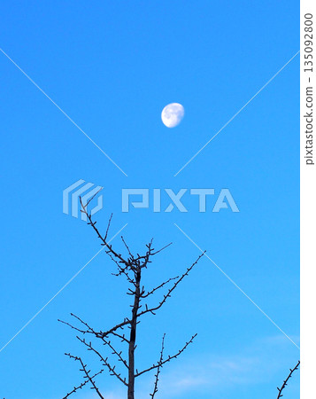 Winter sky, morning moon and ginkgo tree (leaved ginkgo trees and Imachizuki in Kanda Park) Winter sky, morning moon and ginkgo tree (leaved ginkgo trees and Imachizuki in Kanda Park) 135092800
