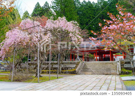 高野山內殿，櫻花盛開：英雄殿 135093405