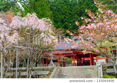高野山內殿，櫻花盛開：英雄殿 135093406