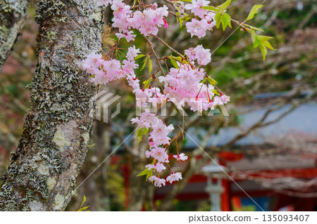 Koyasan Okunoin Spring 135093407