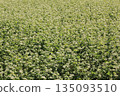 Buckwheat field 135093510