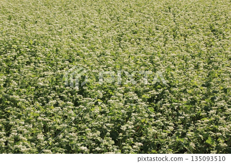 Buckwheat field Buckwheat field 135093510