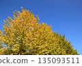Ginkgo 2 135093511