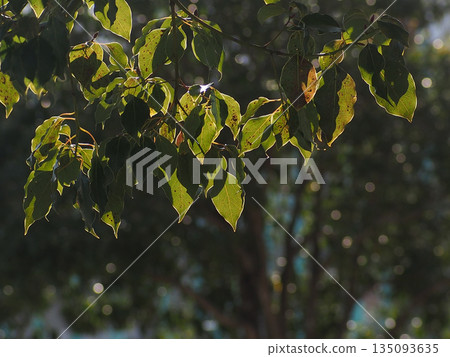 陽光透過樹葉灑在樟樹葉上（冬季神田公園的樟樹枝乾） 135093635
