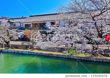 【岡山縣】倉敷美觀地區（國家重要傳統建造物群保存地區）春季櫻花盛開 135093678