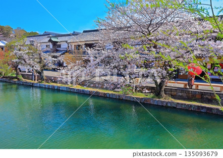 [Okayama Prefecture] Cherry blossoms bloom in the spring at Kurashiki Bikan Historical Quarter (Important Preservation District for Groups of Traditional Buildings) 135093679