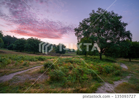 Wahner Heather, Bergisches Land, North Rhine Westphalia, Germany Wahner Heather, Bergisches Land, North Rhine Westphalia, Germany 135093727