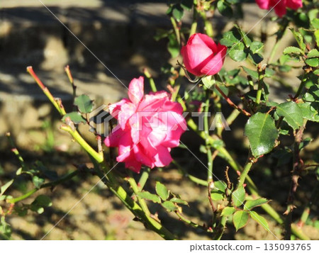 Pink rose flowers in the backyard of the flower museum Pink rose flowers in the backyard of the flower museum 135093765