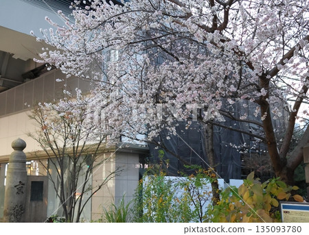 October cherry blossoms, Kyobashi, Chuo-ku, Tokyo. Blooms twice a year, from spring to autumn and winter. October cherry blossoms, Kyobashi, Chuo-ku, Tokyo. Blooms twice a year, from spring to autumn and winter. 135093780