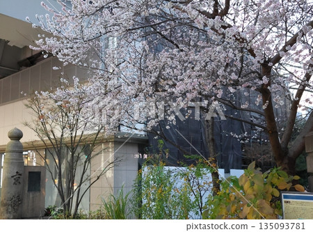 October cherry blossoms, Kyobashi, Chuo-ku, Tokyo. Blooms twice a year, from spring to autumn and winter. 135093781