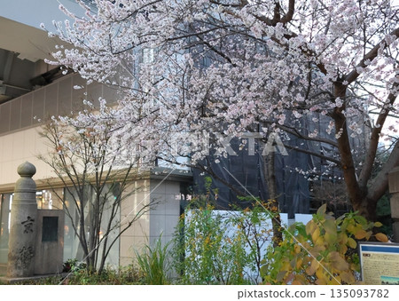 十月櫻花，東京中央區京橋。一年開兩次花，分別在春季、秋季和冬季。 135093782