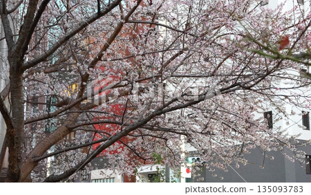十月櫻花,東京中央區京橋。一年開兩次花,分別在春季、秋季和冬季。 十月櫻花,東京中央區京橋。一年開兩次花,分別在春季、秋季和冬季。 135093783