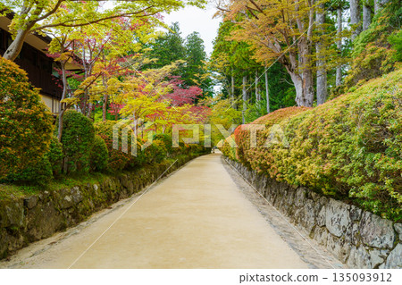 Mount Koya: The Snake Path with Fresh Greenery 135093912