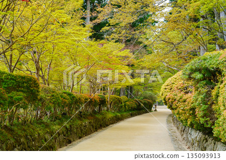 高野山:綠意盎然的蛇道 高野山:綠意盎然的蛇道 135093913