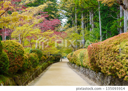 Mount Koya: The Snake Path with Fresh Greenery Mount Koya: The Snake Path with Fresh Greenery 135093914