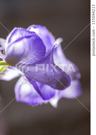 美麗的花朵有毒－烏頭－忍野村 135094213