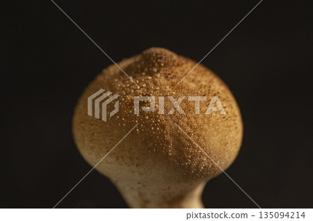 Puffball mushrooms, like those in picture books Puffball mushrooms, like those in picture books 135094214