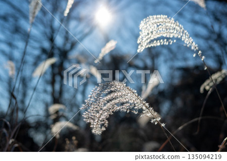 高尾地區穿越,東京 高尾地區穿越,東京 135094219
