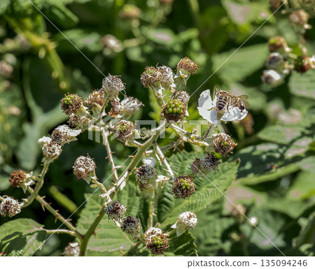 Close-up of Himalayan blackberry or Rubus armeniacus flowers blooming in the mountains in the Nitra, Slovakia. Close-up of Himalayan blackberry or Rubus armeniacus flowers blooming in the mountains in the Nitra, Slovakia. 135094246