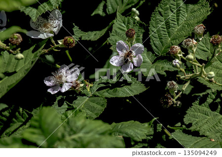 Rubus armeniacus grows wild. Rubus armeniacus, Himalayan blackberry or Armenian blackberry, is a species of the genus Rubus in the Rubus group of blackberries. 135094249