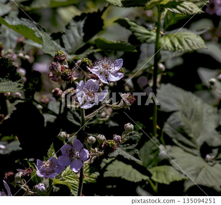 Rubus armeniacus grows wild. Rubus armeniacus, the Himalayan blackberry or Armenian blackberry, is a species of the genus Rubus in Rubus group of blackberries. Rubus armeniacus grows wild. Rubus armeniacus, the Himalayan blackberry or Armenian blackberry, is a species of the genus Rubus in Rubus group of blackberries. 135094251