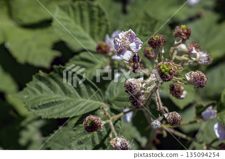 Rubus armeniacus grows wild. Rubus armeniacus, Himalayan blackberry or Armenian blackberry, is species of the genus Rubus in Rubus group of blackberries. Rubus armeniacus grows wild. Rubus armeniacus, Himalayan blackberry or Armenian blackberry, is species of the genus Rubus in Rubus group of blackberries. 135094254