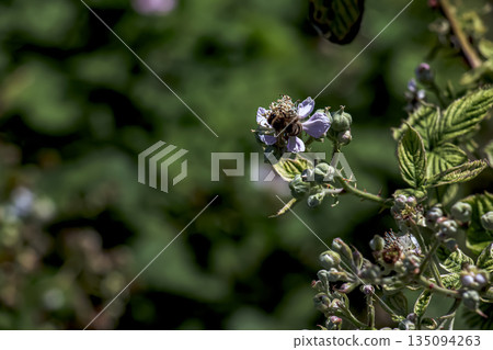 Honey bee on Himalayan blackberry or Rubus armeniacus. Close-up 135094263