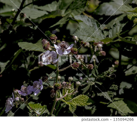 Close-up of Rubus armeniacus grows wild. Rubus armeniacus, Himalayan blackberry or Armenian blackberry, is a species of the genus Rubus in the Rubus group of blackberries. Close-up of Rubus armeniacus grows wild. Rubus armeniacus, Himalayan blackberry or Armenian blackberry, is a species of the genus Rubus in the Rubus group of blackberries. 135094266