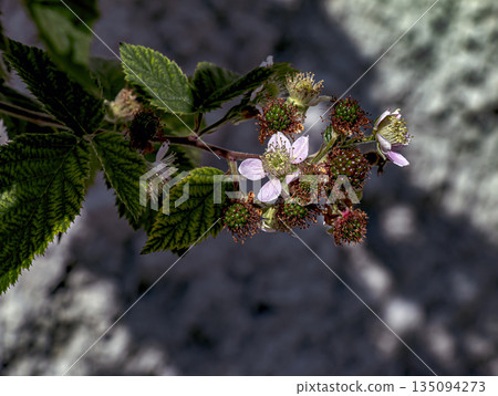 Himalayan blackberry or Rubus armeniacus is species of the genus Rubus native to Armenia and northern Iran, and widely naturalized in other regions. Himalayan blackberry or Rubus armeniacus is species of the genus Rubus native to Armenia and northern Iran, and widely naturalized in other regions. 135094273