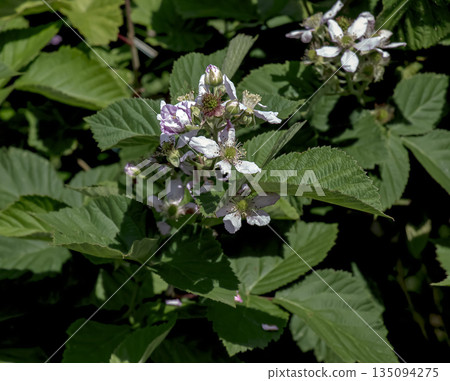 Close-up of Himalayan blackberry or Rubus armeniacus flowers blooming in the mountains in Nitra, Slovakia. 135094275
