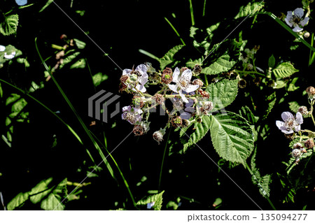 Close-up of Himalayan blackberry flowers, or Rubus armeniacus, species of Rubus native to Armenia and northern Iran, and widely distributed in other regions. Close-up of Himalayan blackberry flowers, or Rubus armeniacus, species of Rubus native to Armenia and northern Iran, and widely distributed in other regions. 135094277