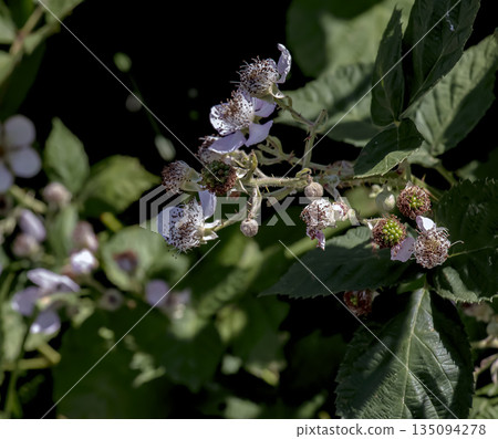Close-up of the Himalayan blackberry flowers, or Rubus armeniacus, a species of Rubus native to Armenia and northern Iran, and widely distributed in other regions. Close-up of the Himalayan blackberry flowers, or Rubus armeniacus, a species of Rubus native to Armenia and northern Iran, and widely distributed in other regions. 135094278