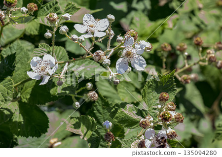 Close-up of Himalayan blackberry or Rubus armeniacus flowers blooming in mountains in Nitra, Slovakia. 135094280