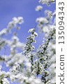Blue sky and white willow flowers, softly blurred foreground, spring background material, vertical composition 135094343