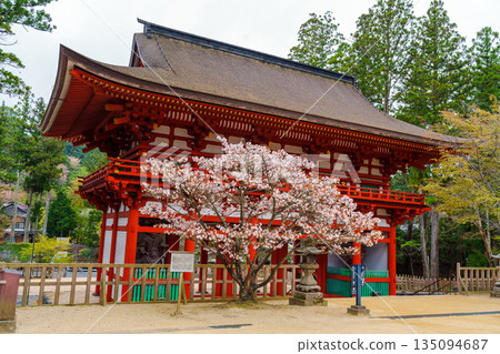 Mount Koya's Danjo Garan surrounded by cherry blossoms 135094687