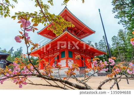 Mount Koya surrounded by cherry blossoms: Danjo Garan and Konpon Daito 135094688