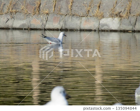 Winter migratory bird black-headed gull that came to Inage Seaside Park beach pond 135094844