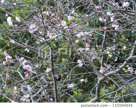 White flowers of October cherry blossoms 135094845