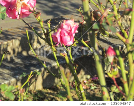 Large pink rose flower Large pink rose flower 135094847