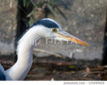 蒼鷺，頭部特寫 135094926