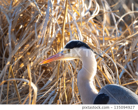 蒼鷺，頭部特寫 135094927