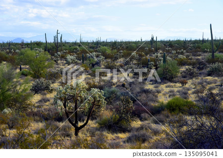 Landscape Sonoran Desert Arizona 135095041