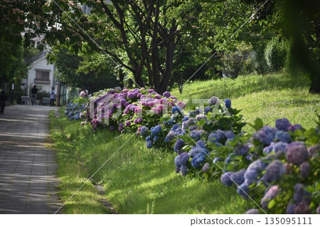 Hydrangeas bloom in early summer 135095111